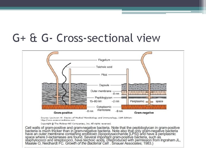 G+ & G- Cross-sectional view 