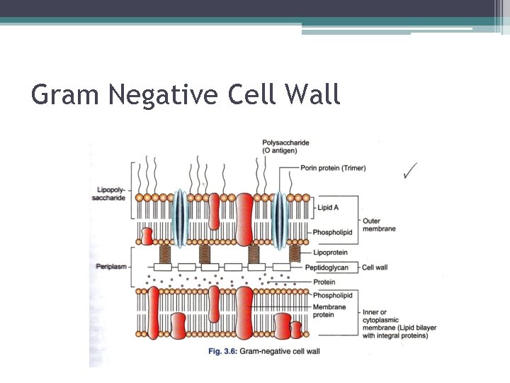 Gram Negative Cell Wall 