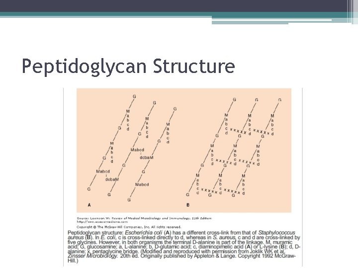 Peptidoglycan Structure 