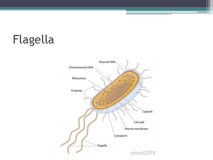 Flagella 