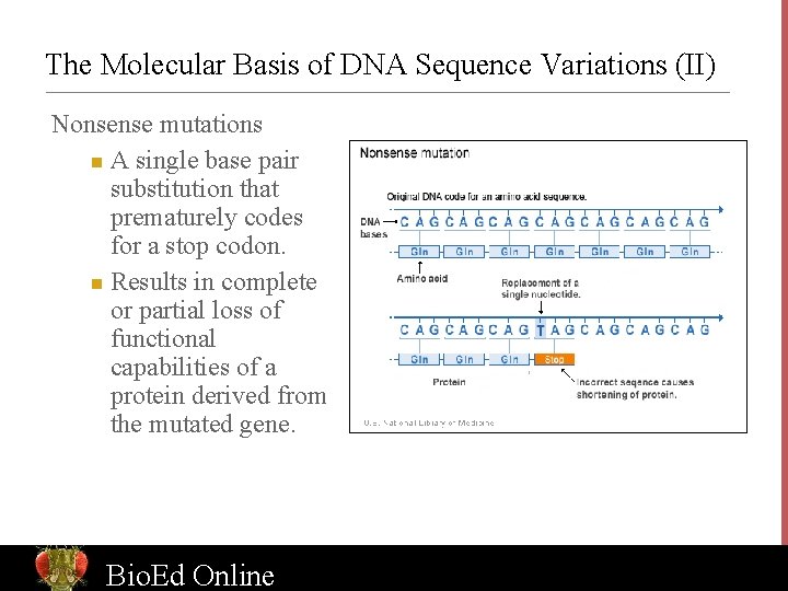 The Molecular Basis of DNA Sequence Variations (II) Nonsense mutations n A single base