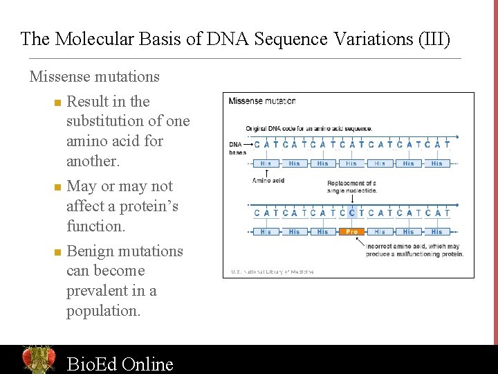 The Molecular Basis of DNA Sequence Variations (III) Missense mutations Result in the substitution