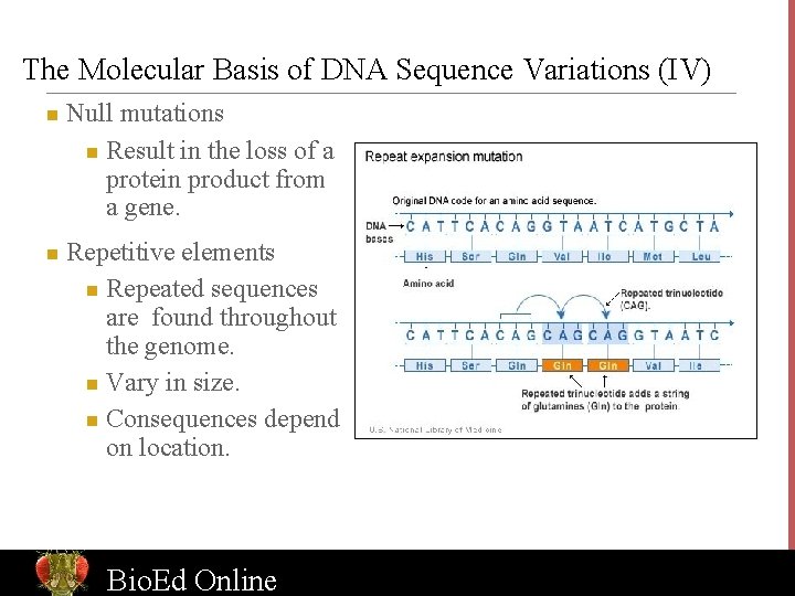 The Molecular Basis of DNA Sequence Variations (IV) n n Null mutations n Result