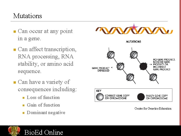 Mutations n n n Can occur at any point in a gene. Can affect