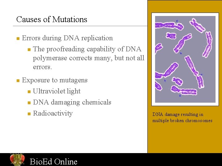 Causes of Mutations n Errors during DNA replication n n The proofreading capability of