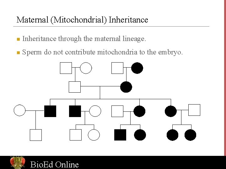 Maternal (Mitochondrial) Inheritance n Inheritance through the maternal lineage. n Sperm do not contribute