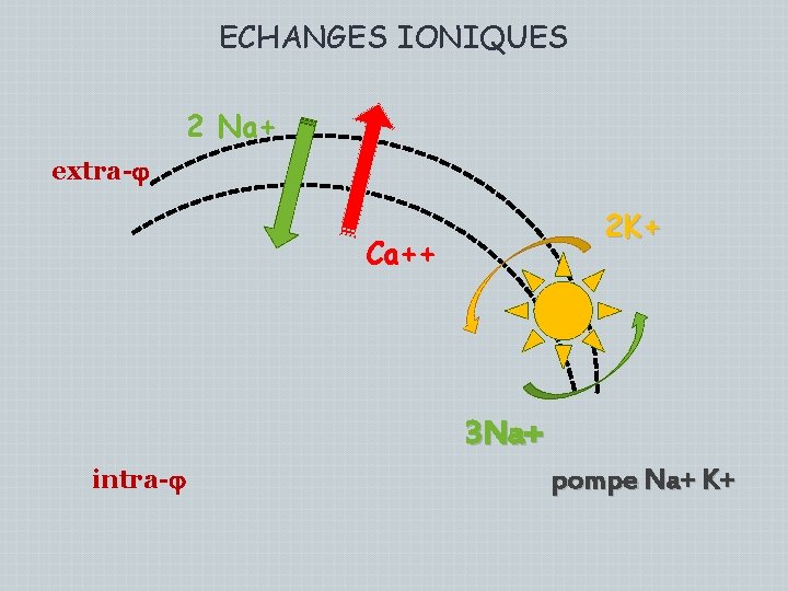 ECHANGES IONIQUES 2 Na+ extra- 2 K+ Ca++ 3 Na+ intra- pompe Na+ K+