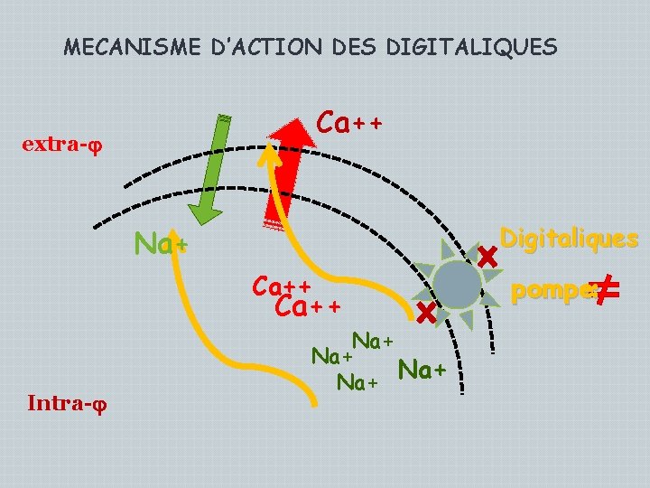 MECANISME D’ACTION DES DIGITALIQUES Ca++ extra- Digitaliques Na+ Ca++ Intra- Na+ Na+ pompe: 
