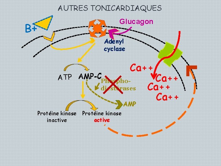 AUTRES TONICARDIAQUES Glucagon B+ Adenyl cyclase Ca++ AMP-C ATP AMP-C Phospho- diestérases AMP Protéine