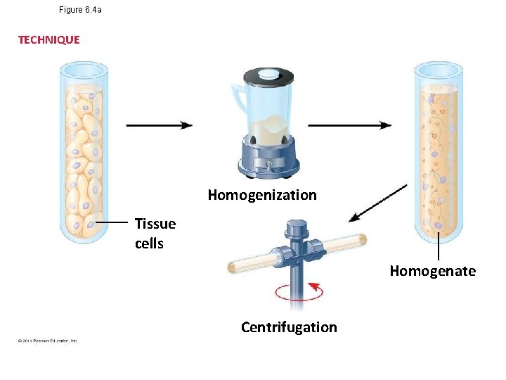 Figure 6. 4 a TECHNIQUE Homogenization Tissue cells Homogenate Centrifugation 