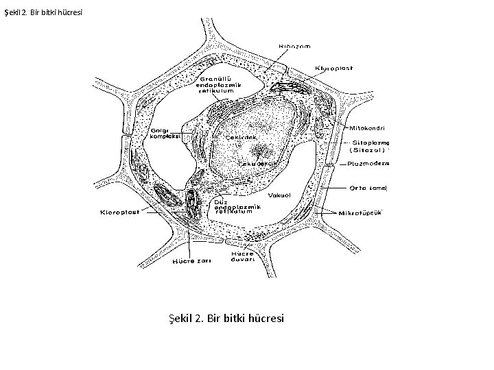 Şekil 2. Bir bitki hücresi 