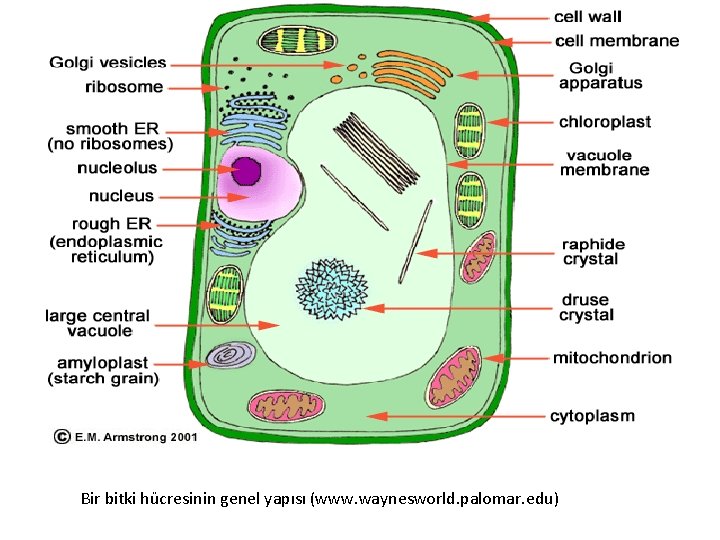Bir bitki hücresinin genel yapısı (www. waynesworld. palomar. edu) 