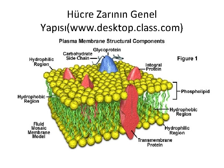 Hücre Zarının Genel Yapısı(www. desktop. class. com) 