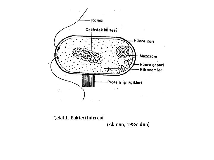 Şekil 1. Bakteri hücresi (Akman, 1989’ dan) 