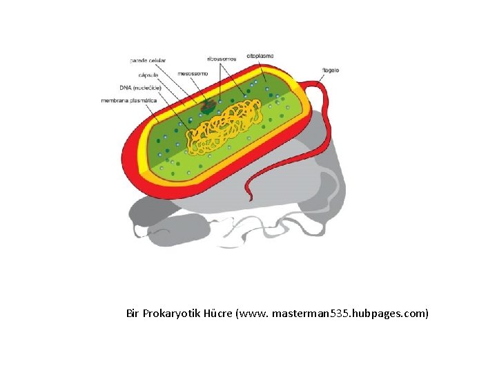 Bir Prokaryotik Hücre (www. masterman 535. hubpages. com) 