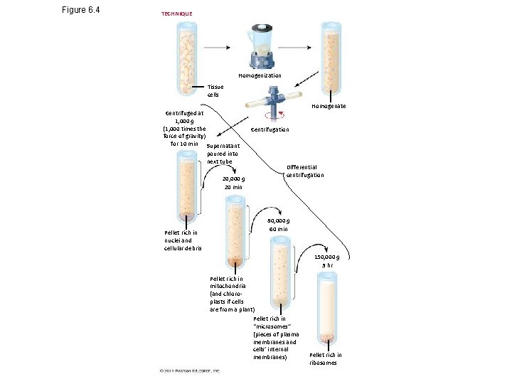 Figure 6. 4 TECHNIQUE Homogenization Tissue cells Centrifuged at 1, 000 g (1, 000