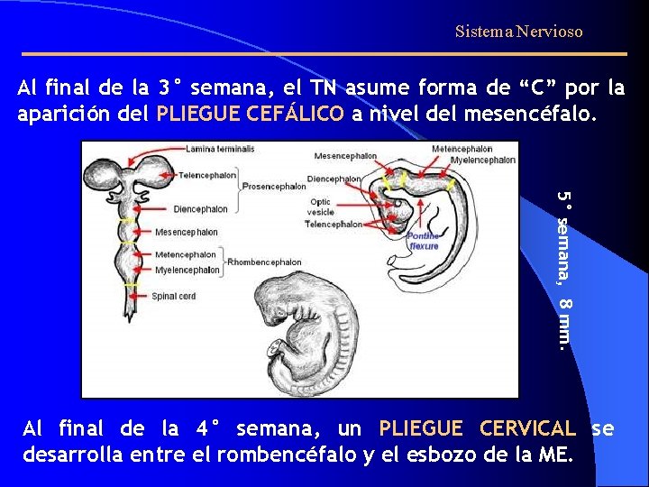 Sistema Nervioso Al final de la 3° semana, el TN asume forma de “C”