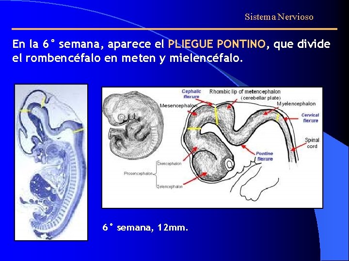 Sistema Nervioso En la 6° semana, aparece el PLIEGUE PONTINO, que divide el rombencéfalo