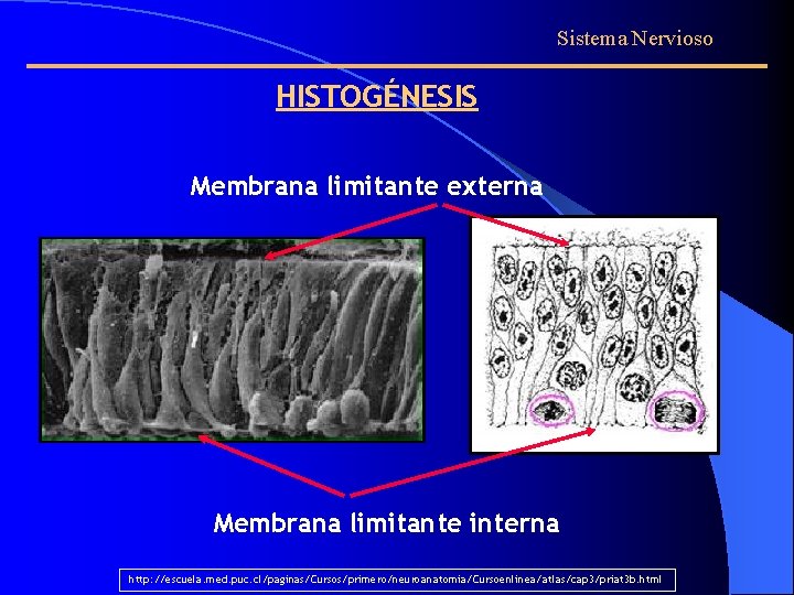 Sistema Nervioso HISTOGÉNESIS Membrana limitante externa Membrana limitante interna http: //escuela. med. puc. cl/paginas/Cursos/primero/neuroanatomia/Cursoenlinea/atlas/cap