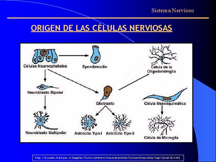 Sistema Nervioso ORIGEN DE LAS CÉLULAS NERVIOSAS http: //escuela. med. puc. cl/paginas/Cursos/primero/neuroanatomia/Cursoenlinea/atlas/cap 3/priat 3