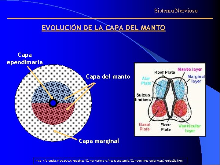 Sistema Nervioso EVOLUCIÓN DE LA CAPA DEL MANTO Capa ependimaria Capa del manto Capa