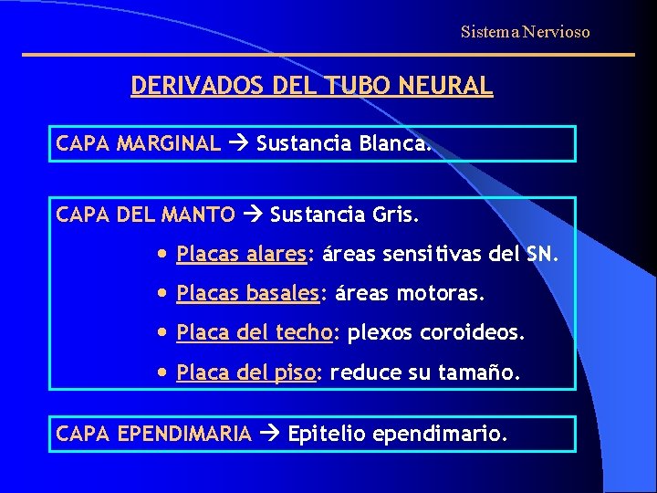 Sistema Nervioso DERIVADOS DEL TUBO NEURAL CAPA MARGINAL Sustancia Blanca. CAPA DEL MANTO Sustancia