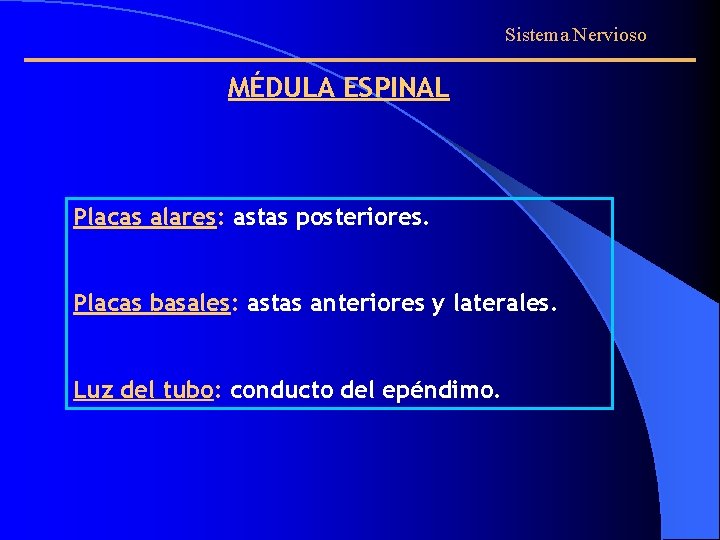 Sistema Nervioso MÉDULA ESPINAL Placas alares: astas posteriores. Placas basales: astas anteriores y laterales.