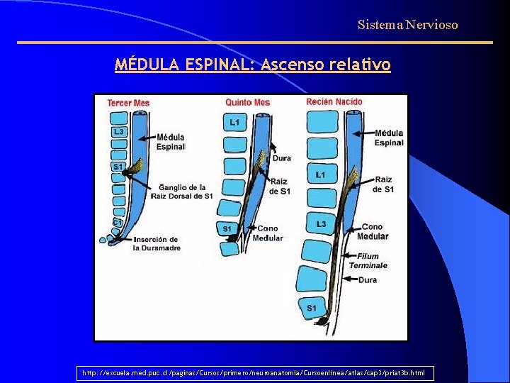 Sistema Nervioso MÉDULA ESPINAL: Ascenso relativo http: //escuela. med. puc. cl/paginas/Cursos/primero/neuroanatomia/Cursoenlinea/atlas/cap 3/priat 3 b.