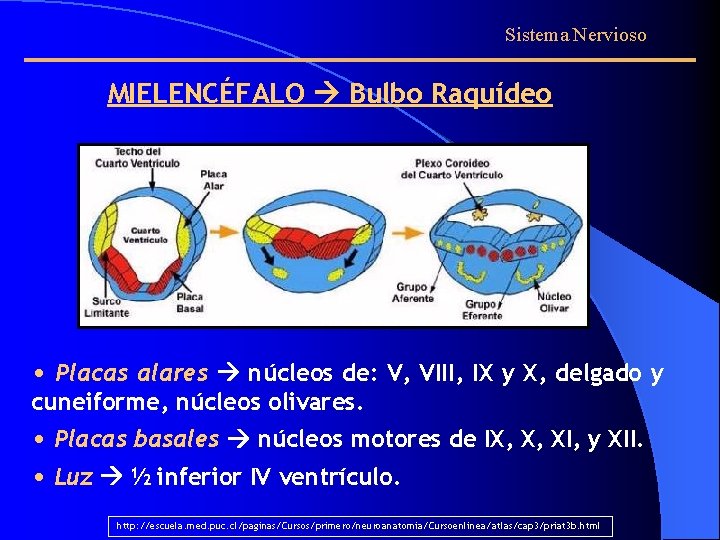 Sistema Nervioso MIELENCÉFALO Bulbo Raquídeo • Placas alares núcleos de: V, VIII, IX y