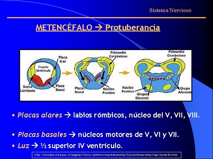 Sistema Nervioso METENCÉFALO Protuberancia • Placas alares labios rómbicos, núcleo del V, VIII. •