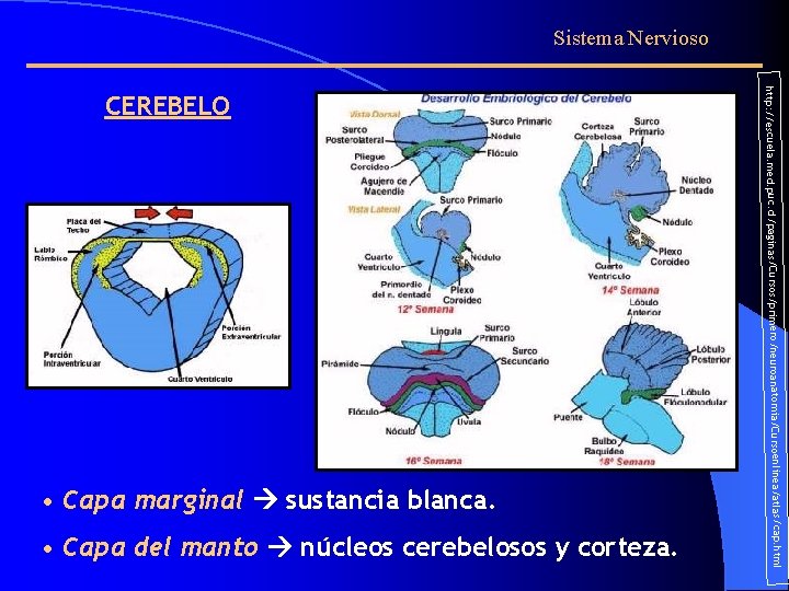 Sistema Nervioso • Capa del manto núcleos cerebelosos y corteza. ursoenlinea/atlas/cap. html • Capa