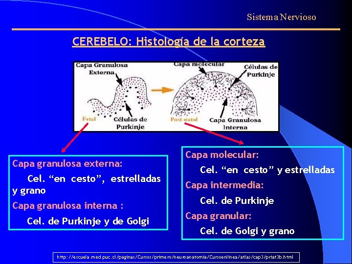Sistema Nervioso CEREBELO: Histología de la corteza Capa granulosa externa: Cel. “en cesto”, estrelladas