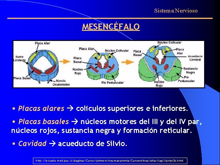 Sistema Nervioso MESENCÉFALO • Placas alares colículos superiores e inferiores. • Placas basales núcleos