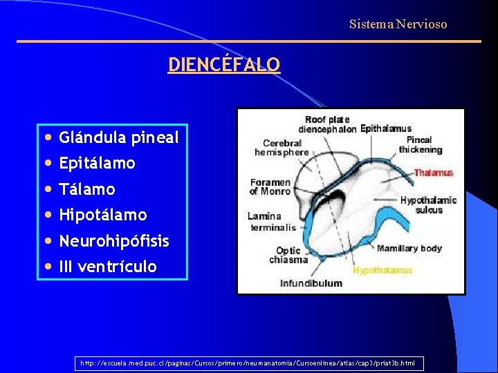 Sistema Nervioso DIENCÉFALO • Glándula pineal • Epitálamo • Tálamo • Hipotálamo • Neurohipófisis