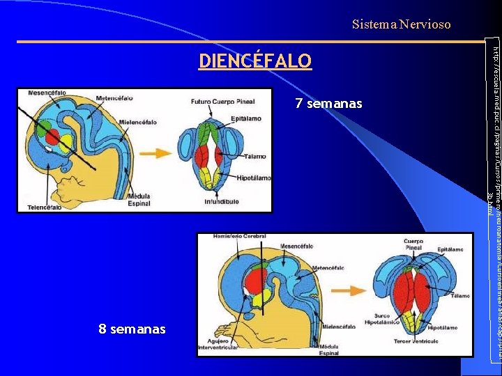 Sistema Nervioso 7 semanas ursoenlinea/atlas/cap 3/priat 8 semanas http: //escuela. med. puc. cl/paginas/Cursos/primero/neuroanatomia/C 3