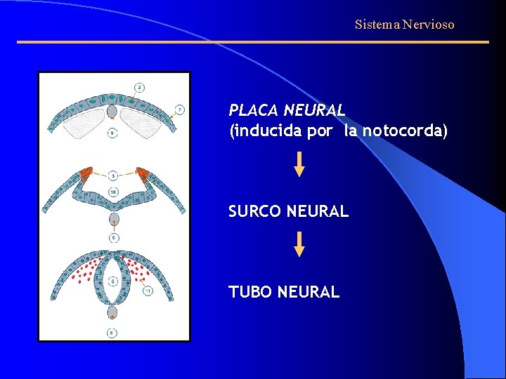 Sistema Nervioso PLACA NEURAL (inducida por la notocorda) SURCO NEURAL TUBO NEURAL 