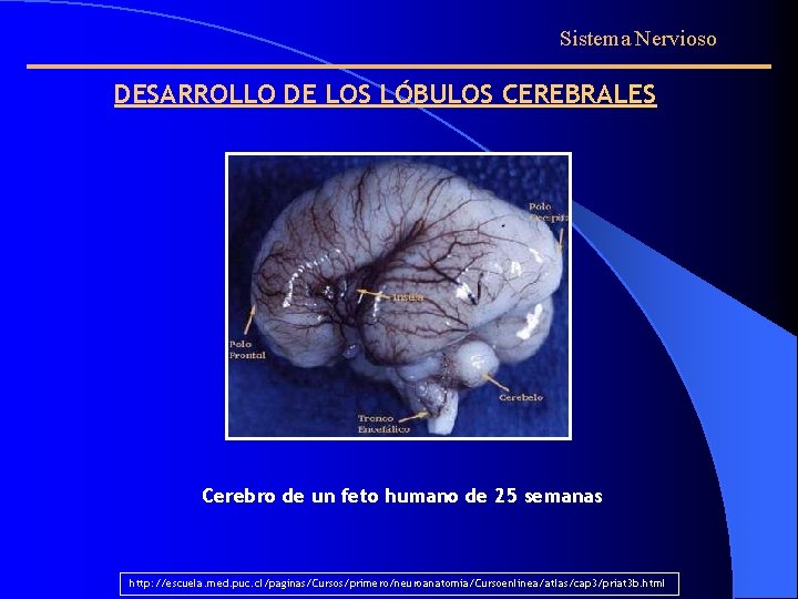 Sistema Nervioso DESARROLLO DE LOS LÓBULOS CEREBRALES Cerebro de un feto humano de 25