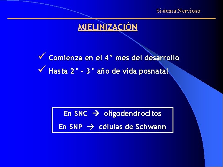 Sistema Nervioso MIELINIZACIÓN ü Comienza en el 4° mes del desarrollo ü Hasta 2°