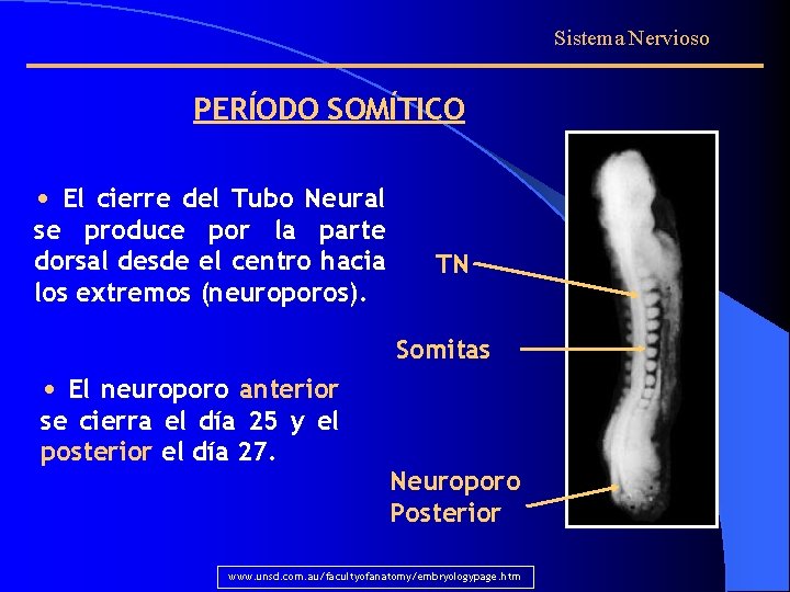 Sistema Nervioso PERÍODO SOMÍTICO • El cierre del Tubo Neural se produce por la