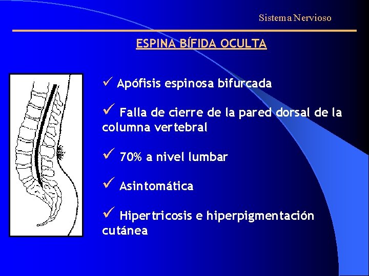 Sistema Nervioso ESPINA BÍFIDA OCULTA ü Apófisis espinosa bifurcada ü Falla de cierre de