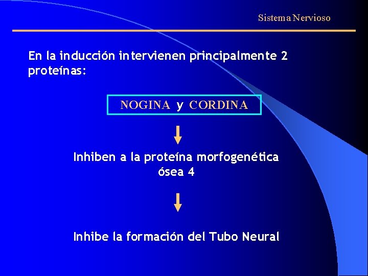 Sistema Nervioso En la inducción intervienen principalmente 2 proteínas: NOGINA y CORDINA Inhiben a