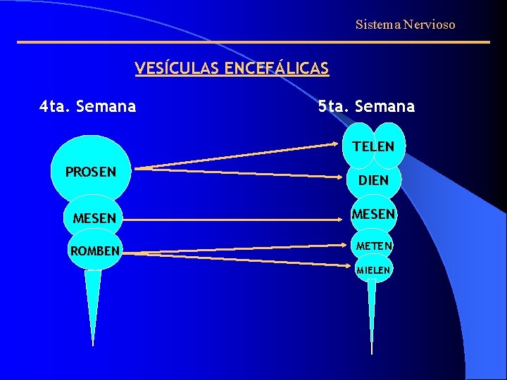 Sistema Nervioso VESÍCULAS ENCEFÁLICAS 4 ta. Semana 5 ta. Semana TELEN PROSEN DIEN MESEN