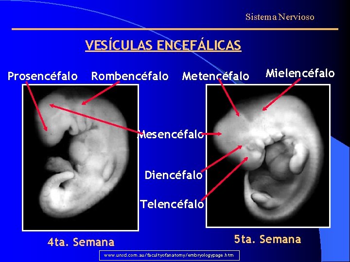 Sistema Nervioso VESÍCULAS ENCEFÁLICAS Prosencéfalo Rombencéfalo Metencéfalo Mielencéfalo Mesencéfalo Diencéfalo Telencéfalo 4 ta. Semana
