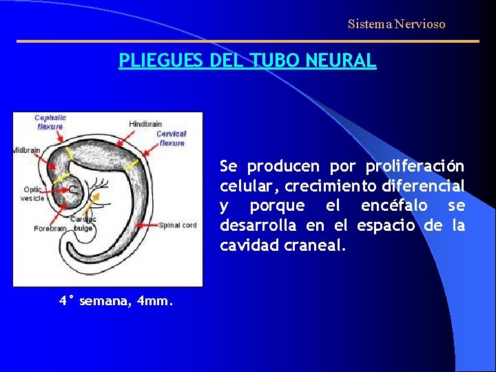 Sistema Nervioso PLIEGUES DEL TUBO NEURAL Se producen por proliferación celular, crecimiento diferencial y