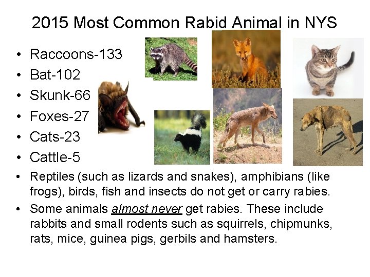 Prepared by Mr Shoup Rabies Rabies is a