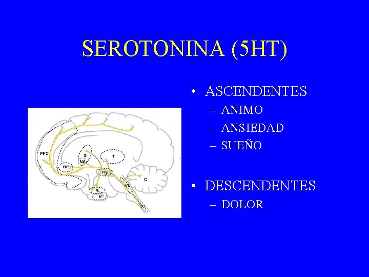 SEROTONINA (5 HT) • ASCENDENTES – ANIMO – ANSIEDAD – SUEÑO • DESCENDENTES –
