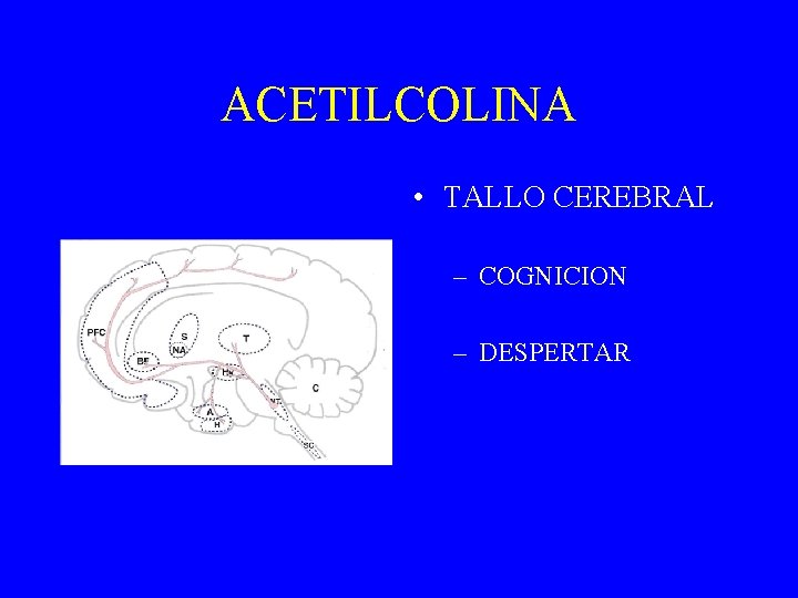 ACETILCOLINA • TALLO CEREBRAL – COGNICION – DESPERTAR 