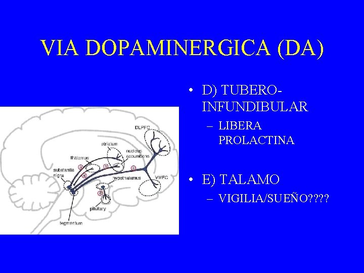 VIA DOPAMINERGICA (DA) • D) TUBEROINFUNDIBULAR – LIBERA PROLACTINA • E) TALAMO – VIGILIA/SUEÑO?