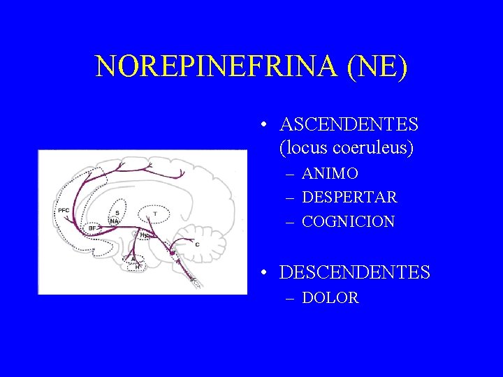 NOREPINEFRINA (NE) • ASCENDENTES (locus coeruleus) – ANIMO – DESPERTAR – COGNICION • DESCENDENTES