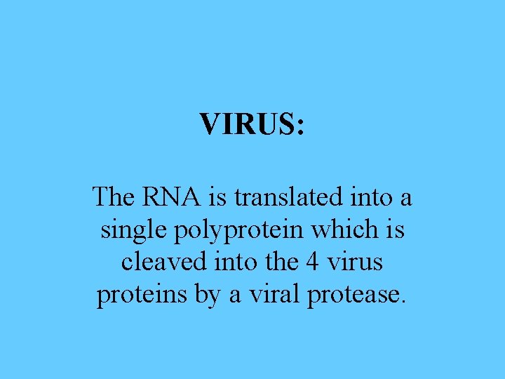 VIRUS: The RNA is translated into a single polyprotein which is cleaved into the